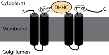 Structure membrane protein ose lipide lipid palmitoylation acyltransferase biochimej
