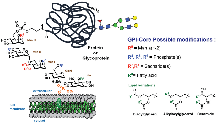 glycosylphosphatidylinositol phosphoinositide membrane lipid ancre GPI anchor biochimej