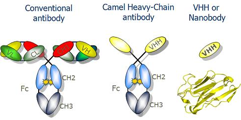 biochimej Immunoglobulin anticorps antibody variable constant IgG IgA IgM nanobody nanobodies