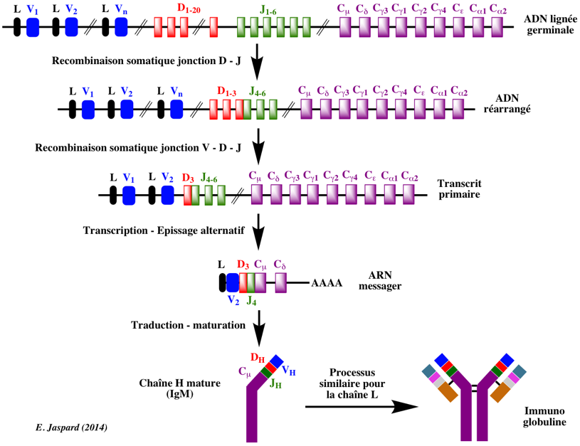 biochimej Immunoglobulin anticorps antibody variable constant IgG IgA IgM nanobody nanobodies recombinaison VDJ somatique somatic