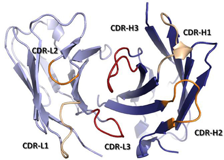 biochimej Immunoglobulin anticorps antibody CDR FR hypervariable interaction binding paratope epitope beta sheet strand variable constant IgG IgA IgM nanobody nanobodies recombinaison VDJ somatique somatic