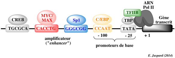 facteur transcription factor promoteur response element reponse activateur enhancer represseur operateur silencer insulator ADN DNA binding domain biochimej