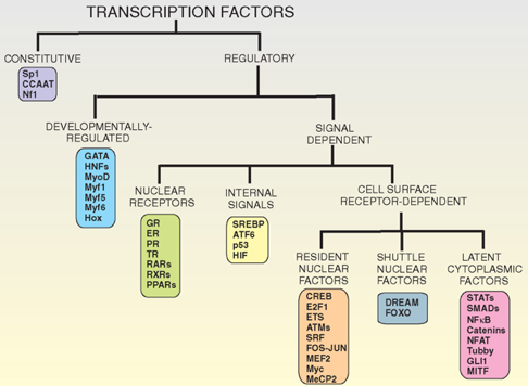 classification facteur transcription factor promoteur response element reponse activateur enhancer represseur operateur silencer insulator ADN DNA binding domain biochimej