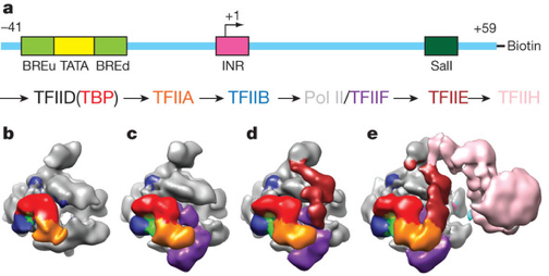 facteur transcription factor TFII complexe initiation ADN DNA polymerase PolII nuclear receptor biochimej