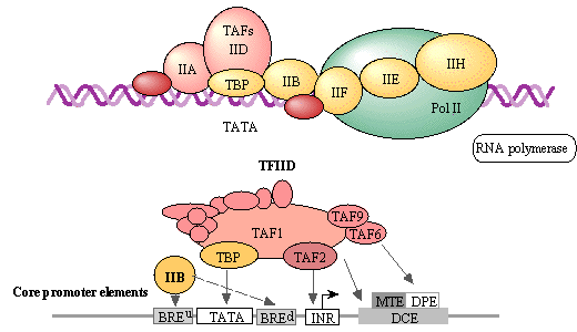 facteur general transcription factor promoteur response element reponse activateur enhancer represseur operateur silencer insulator ADN DNA binding domain biochimej