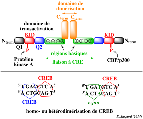 CRE binding protein facteur transcription factor promoteur response element reponse activateur enhancer represseur operateur silencer insulator ADN DNA binding domain biochimej
