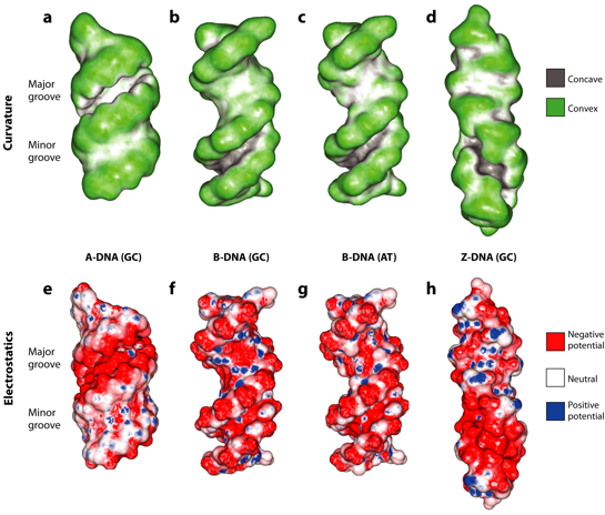facteur transcription factor ADN structure groove protein DNA interaction biochimej