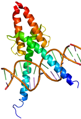structure facteur transcription factor basic helix loop bHLH biochimej