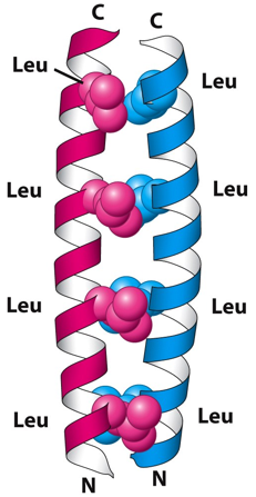 coiled coil leucine zipper heptad repeat facteur transcription factor biochimej