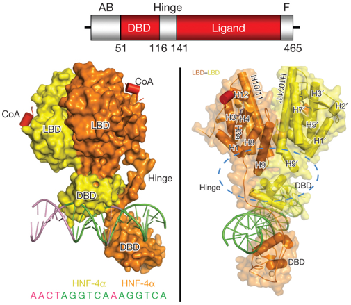 facteur transcription factor recepteur nucleaire nuclear receptor DNA binding domain response element biochimej