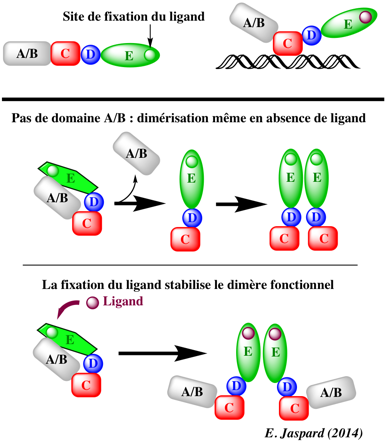 facteur transcription factor recepteur nucleaire nuclear receptor DNA binding domain response element biochimej