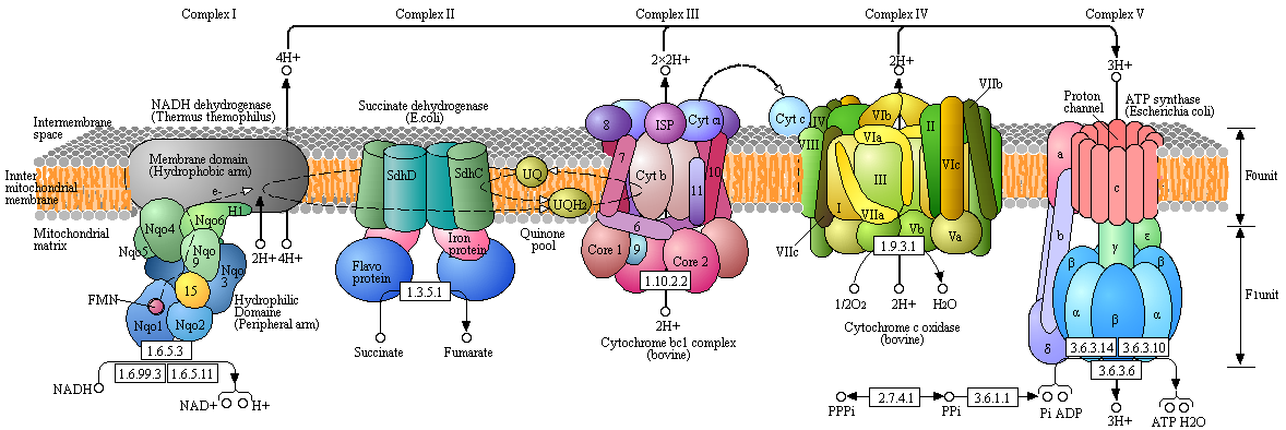 metabolisme chaine respiratoire gradient electrochimique force proton motrice oxydo reduction ATP synthase biochimej