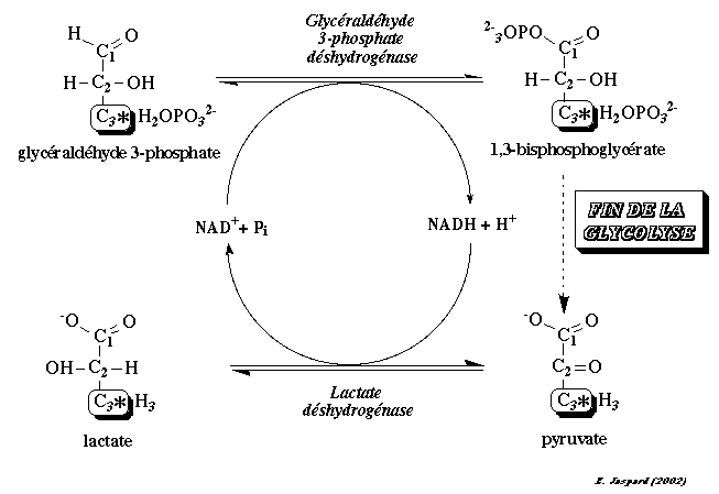 glycolyse glycolysis anaerobie oxydation NAD lactate alcool fermentation lactique biochimej
