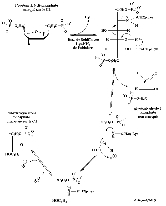 glycolyse glycolysis aldolase pentose phosphate schiff base biochimej