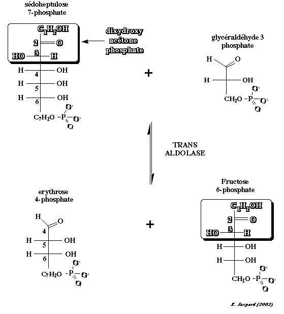 aldolase transaldolase voie pentose phosphate catalytic mechanism radioactivity biochimej