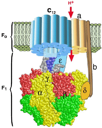 inhibition phosphorylation ATP synthase F0 F1 oligomycine