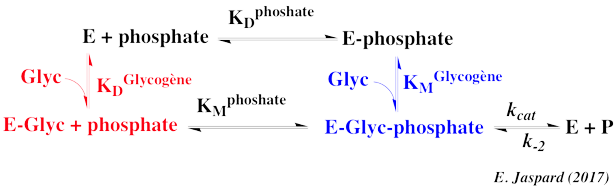 biochimej kinetics enzymatique deux substrats two substrate ordered ordonne au hasard random
