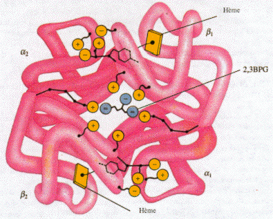 structure equilibre dialyse dialysis Hemoglobine haemoglobin allosterie allostery fixation bisphosphoglycerate oxygene hemoglobine oxyhemoglobine ligand Scatchard radioactivite biochimej