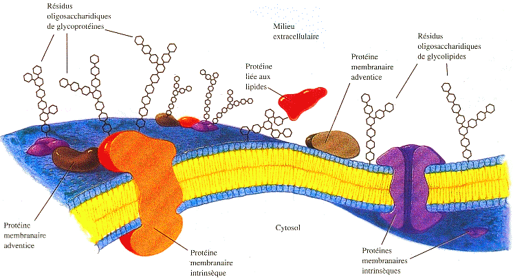 Structure cellule eucaryote eukaryote reticulum membrane noyau nucleus ribosome protein mitochondrie mitochondria chloroplaste lysosome peroxysosome appareil golgi cytosquelette lipide membrane phospholipide compartiment organite biochimej