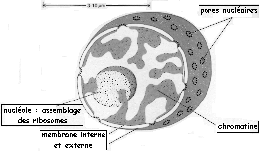 nucleole pore nucleaire cellule eucaryote eukaryote reticulum membrane noyau nucleus ribosome protein mitochondrie mitochondria chloroplaste lysosome peroxysosome appareil golgi cytosquelette lipide membrane phospholipide compartiment organite biochimej