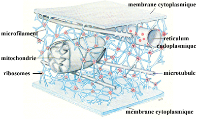 cellule eucaryote eukaryote reticulum membrane noyau nucleus ribosome protein mitochondrie mitochondria chloroplaste lysosome peroxysosome appareil golgi cytosquelette lipide membrane phospholipide compartiment organite biochimej
