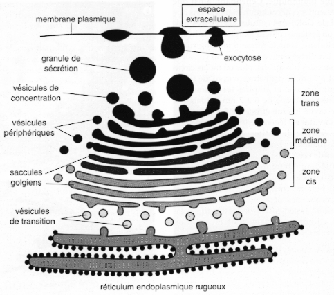 dictyosome Golgien cellule eucaryote eukaryote reticulum membrane noyau nucleus ribosome protein mitochondrie mitochondria chloroplaste lysosome peroxysosome appareil golgi cytosquelette lipide membrane phospholipide compartiment organite biochimej