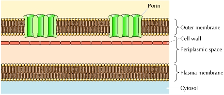 Membrane plasmique wall paroi externe enveloppe porin aquaporin cellule eucaryote eukaryote reticulum membrane noyau nucleus ribosome protein mitochondrie mitochondria chloroplaste lysosome peroxysosome appareil golgi cytosquelette lipide membrane phospholipide compartiment organite biochimej