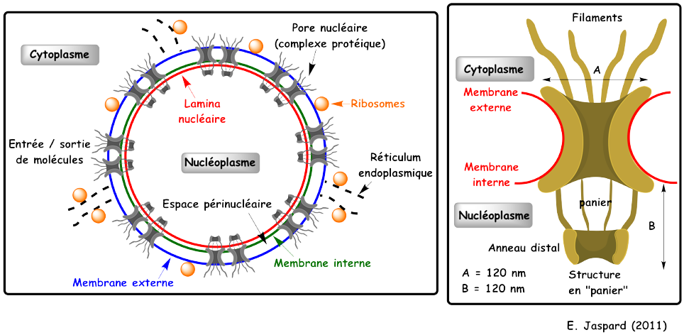 Structure noyau pore nucleaire cellule eucaryote eukaryote reticulum membrane noyau nucleus ribosome protein mitochondrie mitochondria chloroplaste lysosome peroxysosome appareil golgi cytosquelette lipide membrane phospholipide compartiment organite biochimej