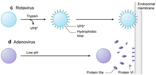polyprotein VP1 proteolysis proteolyse non enveloped virus capside infection bacterie bacteria endosome clathrin endocytose membrane adn arn simple double brin single strand biochimej