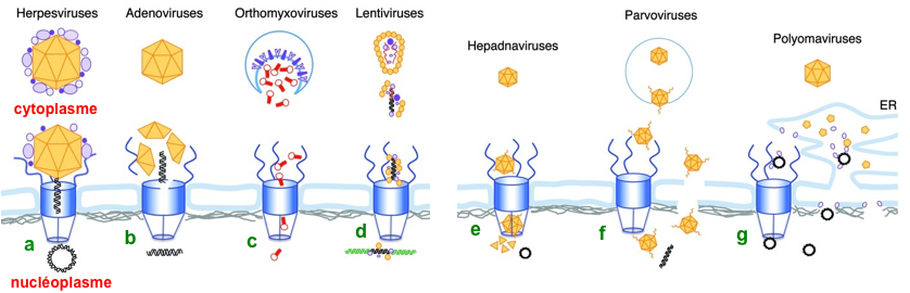 Integration occasionnelle genome viral karyophérine importine complexe pore nucleaire infection virus noyau adn arn simple double brin single strand biochimej