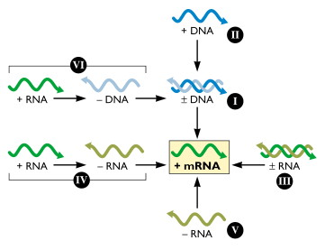 grippe influenza ARN polymerase vRNA cRNA cDA infection virus positive negative adn arn simple double brin single strand genome biochimej
