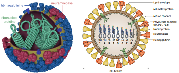 infection bacterie bacteria virus retrovirus adn arn simple double brin single strand influenza grippe hemagglutinine neuramidase spike pointe epitope anticorps flu epidemie biochimej