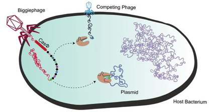 virus infection bacterie bacteria enveloppe enveloped coronavirus adn arn genome integration replication nucleocapside capside phage lambda SARS CoV CRISPR Cas CRISPR-Cas biochimej