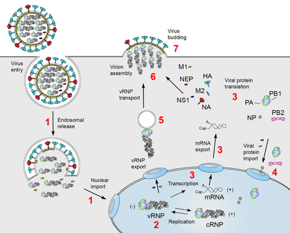 grippe influenza ARN polymerase vRNA cRNA cDA hemagglutinine infection virus positive negative adn arn simple double brin single strand genome biochimej