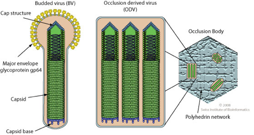 virion infection virus retrovirus baculoviridae maturation adn arn simple double brin single strand genome biochimej