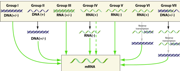 infection bacteria virus classification baltimore adn arn simple double brin single strand genome reverse transcriptase inverse biochimej