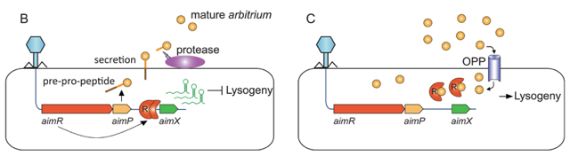 infection bacteria virus latence latency virulence adn arn genome lyse lysis lysogeny arbitrium bacteriophage phage lambda mu phi biochimej