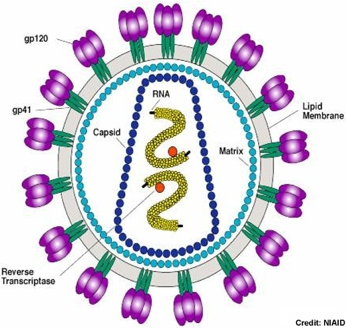 infection bacterie bacteria enveloped virus adn virion gp120 gp41 Env glycoproteine particule virale enveloppe glycosylation biochimej