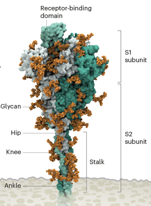 infection bacterie bacteria virus virion arn spike proteine pointe RBD ACE2 TMPRSS2 glycoproteine enveloppe host cell membrane fusion SARS CoV2 SARS-CoV-2 variant coronavirus biochimej
