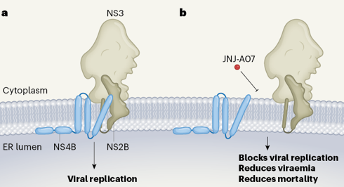 medicament drug inhibition inhibitor viral infection virus dengue JNJAO7 NS4B reticulum endoplasmique biochimej
