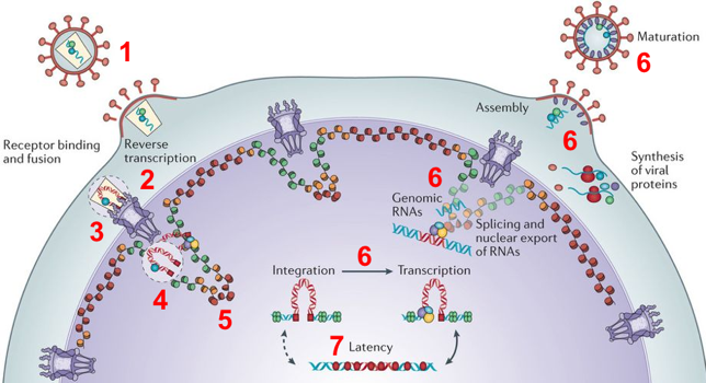 reverse transcriptase nuclear pore complex ARN polymerase infection bacterie virus adn arn simple double brin single strand genome biochimej