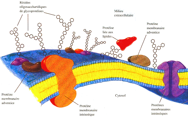 Structure membrane cellule tissus microscope technique observation purification analyse macromolecule biologique proteine ADN lipide ose centrifugation immunochimique immunochimie fluorescence electrophorese chromatographie dichroisme circulaire cristallographie biochimej