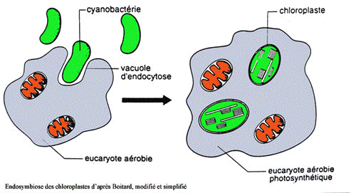 Endosymbiose endosymbiotic theory Lynn Margulis cyanobacterie cyanobacteria endocytose procaryote eucaryote chloroplast photosynthese photosynthesis oxygen respiration cytochrome mitochondrie mitochondria gene transfert evolution phylogenie phylogeny biochimej