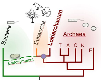 Endosymbiose primaire secondaire chlorophyta algue primary secondary endosymbiotic theory Lynn Margulis cyanobacterie cyanobacteria chloroplast membrane fusion endocytose procaryote eucaryote oxygen respiration cytochrome mitochondrie mitochondria biochimej