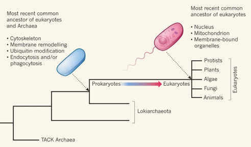 Endosymbiose primaire secondaire chlorophyta algue primary secondary endosymbiotic theory Lynn Margulis cyanobacterie cyanobacteria chloroplast membrane fusion endocytose procaryote eucaryote oxygen respiration cytochrome mitochondrie mitochondria biochimej