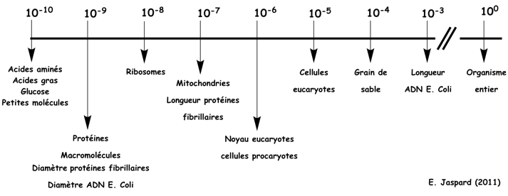 taille organite compartiment cellule macromolecule interference ARN messager ARNt transfert codon anticodon boucle acide amine traduction synthese proteine biochimej