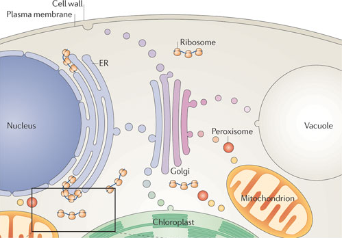Methode macromolecule proteine ADN compartiment eucaryote procaryote organite cellule biochimej membrane transport noyau mitochondria reticulum