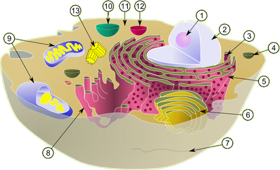 Biologie cellulaire cellule organite methode macromolecule proteine ADN compartiment eucaryote procaryote biochimej