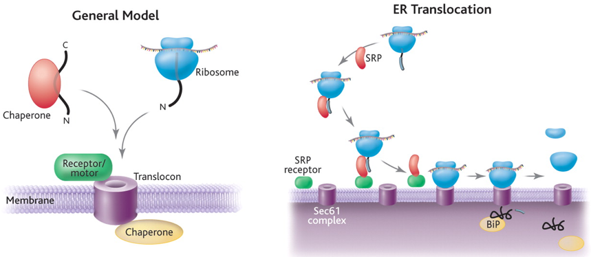 Methode macromolecule proteine ADN compartiment eucaryote procaryote organite cellule biochimej membrane transport noyau mitochondria reticulum translocation translocon membrane