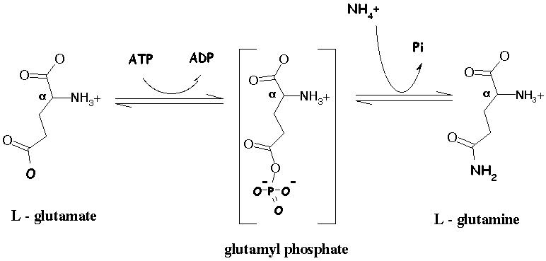 synthese metabolisme regulation glutamate deshydrogenase dehydrogenase glutamine synthetase GOGAT  inhibition retroinhibition plant biochimej